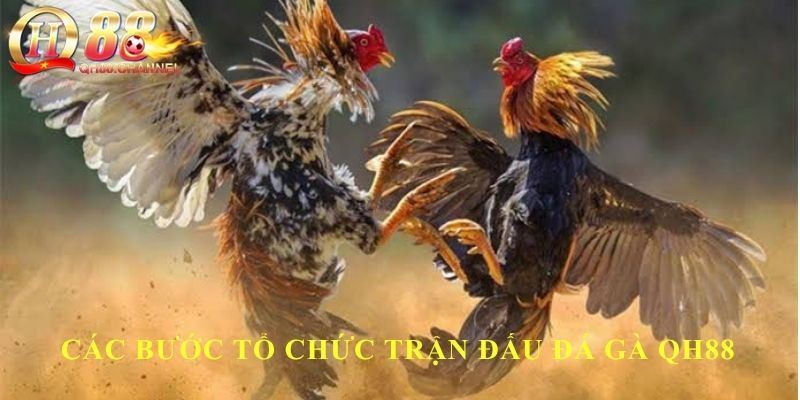 Các bước tổ chức trận đấu đá gà QH88