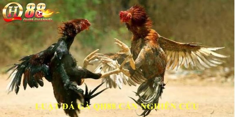 Luật đá gà QH88 cần nghiên cứu